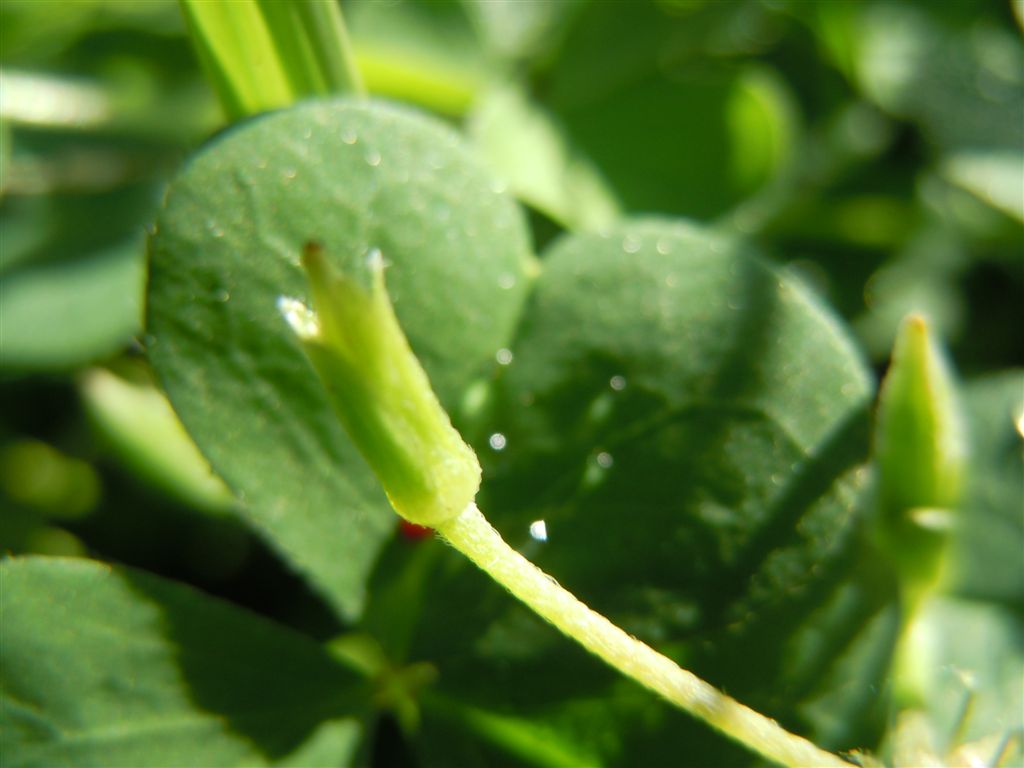Oxalis corniculata